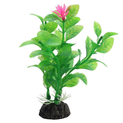 Растение ”Незея цветущая” Laguna AQUA - 5