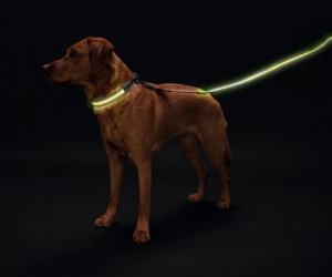 Hunter LED Ошейник Manoa Glow - уменьшенная 1