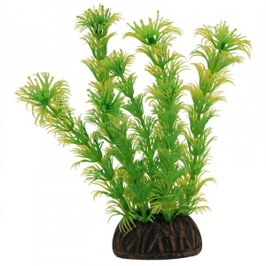 Растение ”Амбулия” жёлто-зеленая Laguna AQUA - уменьшенная 2