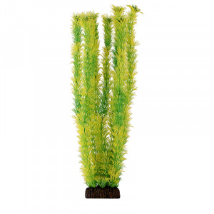 Растение ”Амбулия” жёлто-зеленая Laguna AQUA - уменьшенная 1