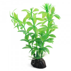 Растение ”Гемиантус” зеленый Laguna AQUA - уменьшенная 2